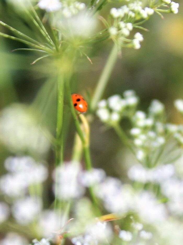 Леди вторника