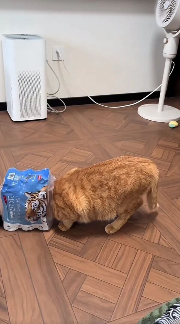 Следует быть осторожным, живя с тигром