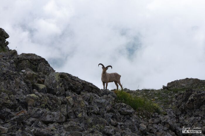 ���������� ��� �� �������� ��������