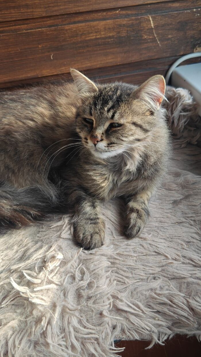 Чудесная кошечка ищет дом