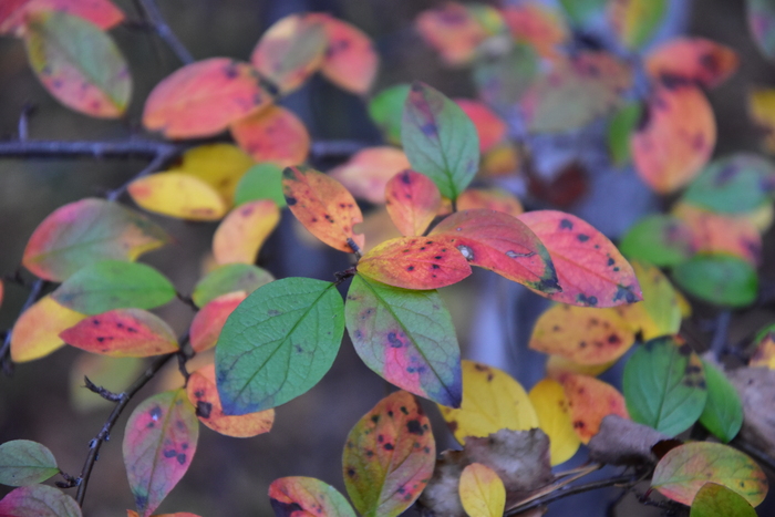 Осенний светофор