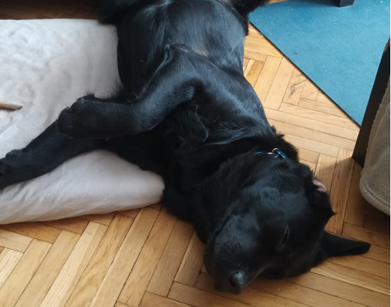 так выглядит мой лабрадор Локки после утренней прогулки) Можно салюты взрывать - ни один мускул не дрогнет! А во сне он тоже играет)))