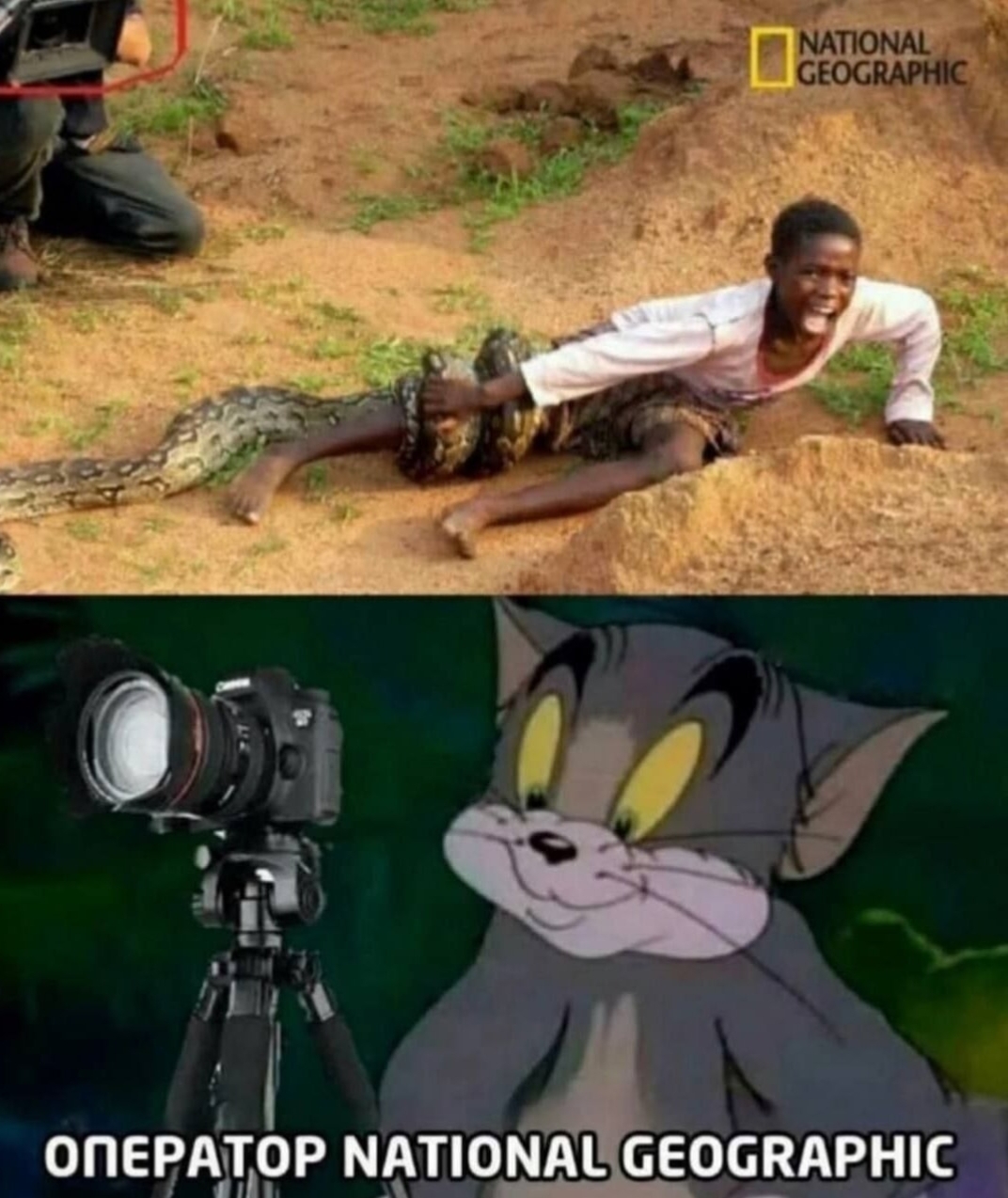 Give me more emotions, nigga. - Humor, Images, The national geographic, Picture with text, Telegram (link), Repeat