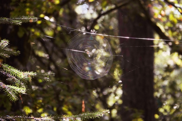 Всегда удивляюсь - как паукам это удается.