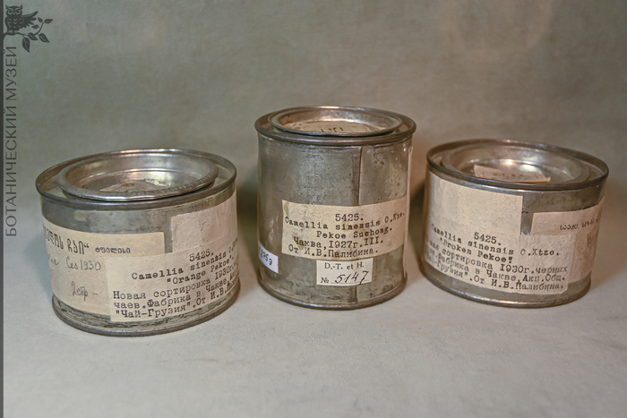 Различные сорта чая из Чаквы. 1927 – 1930 гг. От И.В. Палибина. Коллекция экономической ботаники Ботанического музея БИН РАН.