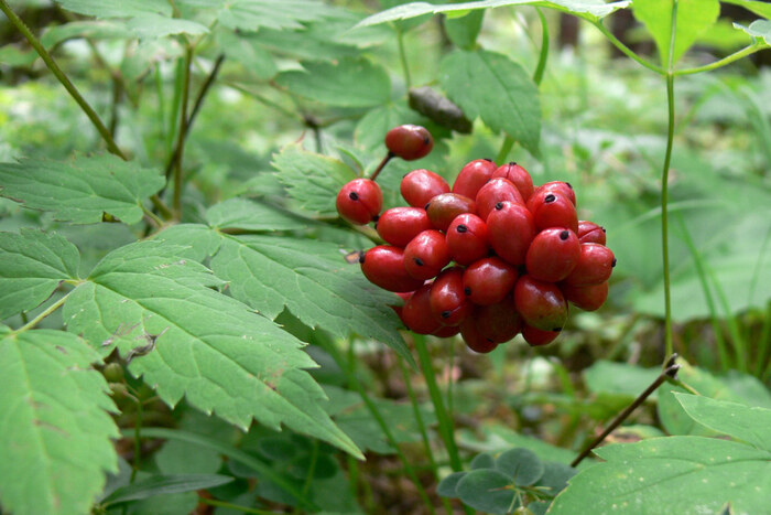 Воронец красноплодный. Фото с сайта <!--noindex--><a href="https://pikabu.ru/story/yadovityie_yagodyi_post_3_13223255?u=http%3A%2F%2Fsport-marafon.ru&t=sport-marafon.ru&h=0224db22e80dd4c3cfd656aac42b60deb1af2fcd" title="http://sport-marafon.ru" target="_blank" rel="nofollow noopener">sport-marafon.ru</a><!--/noindex-->.