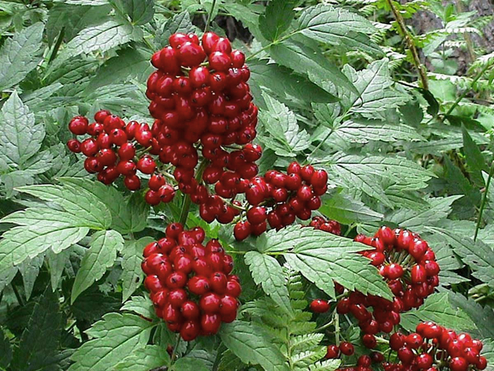 Воронец красноплодный. Фото с сайта na-dache.