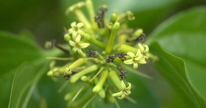  .    <!--noindex--><a href="https://pikabu.ru/story/yadovityie_strikhnin_13233785?u=http%3A%2F%2Fpflanzen-deutschland.de&t=pflanzen-deutschland.de&h=2ea45762358c0298c54d7de24679e63c8d93261b" title="http://pflanzen-deutschland.de" target="_blank" rel="nofollow noopener">pflanzen-deutschland.de</a><!--/noindex-->.