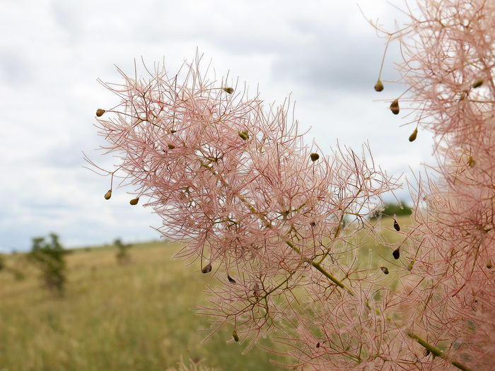 Веточка скумпии после цветения. Облако из разросшихся цветоножек и редкие плоды. Фото А. Фатерыга.