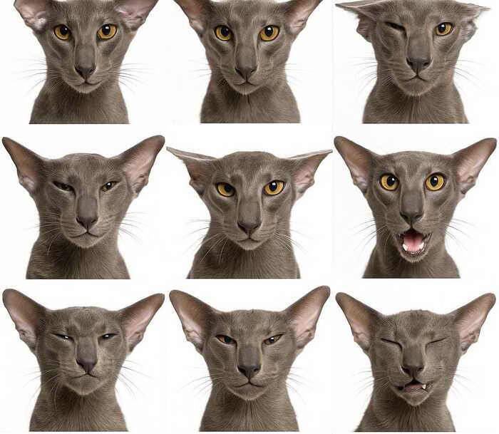 ���� �� ������� �� ���������