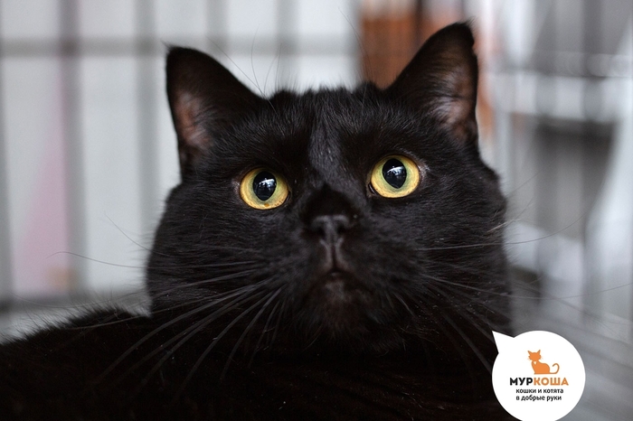 Кот Дито, 6 лет, найден под машиной.