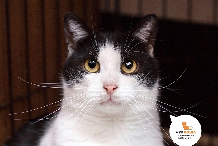 Кот Канкун, 6 лет, найден на улице.