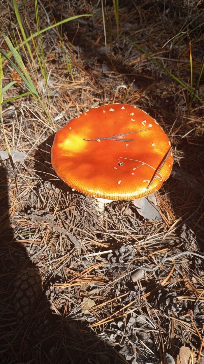 Какой-то красный гриб
