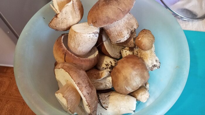 Белые грибы