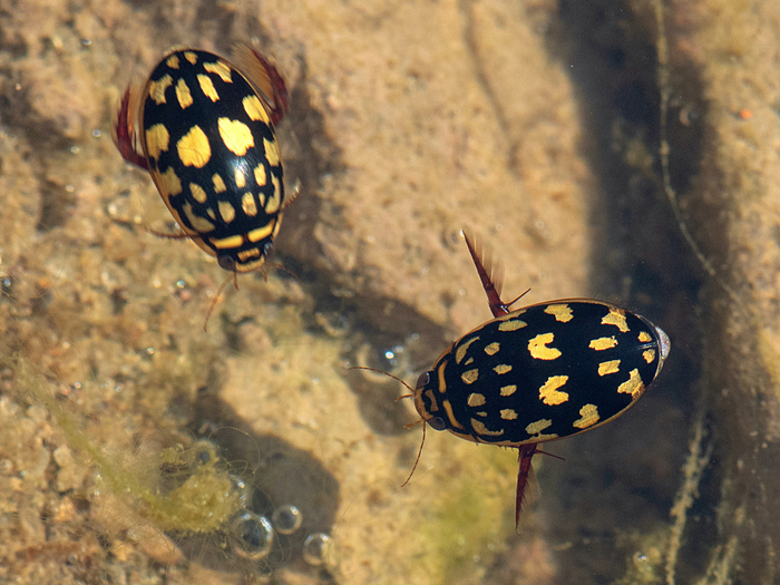 Плавунцы вида Thermonectus marmoratus.