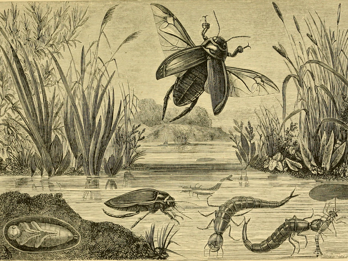 Цикл жизни жука-плавунца на гравюре 1870 года.