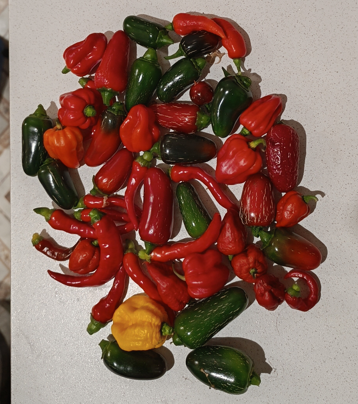 Собран 12.09.25