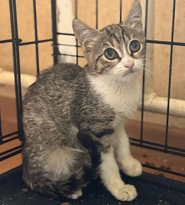 Котенок Марсик хочет домой! Два месяца заточения...