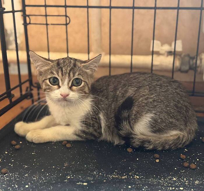 Котенок Марсик хочет домой! Два месяца заточения...