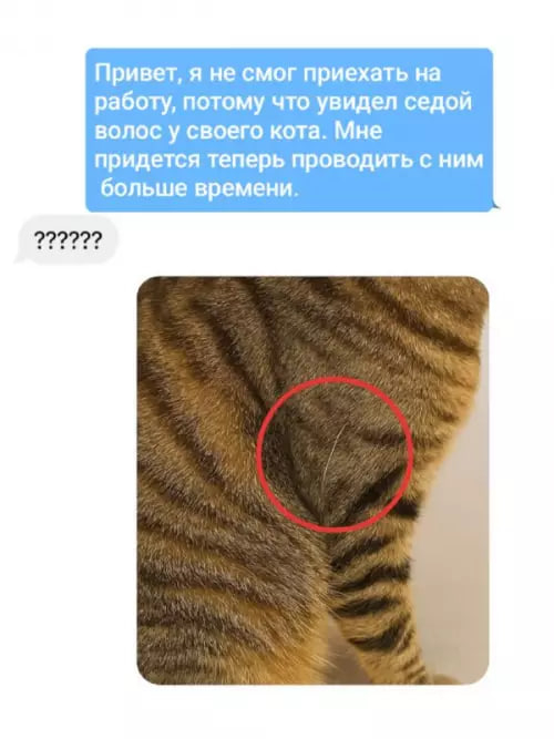 100% понимания