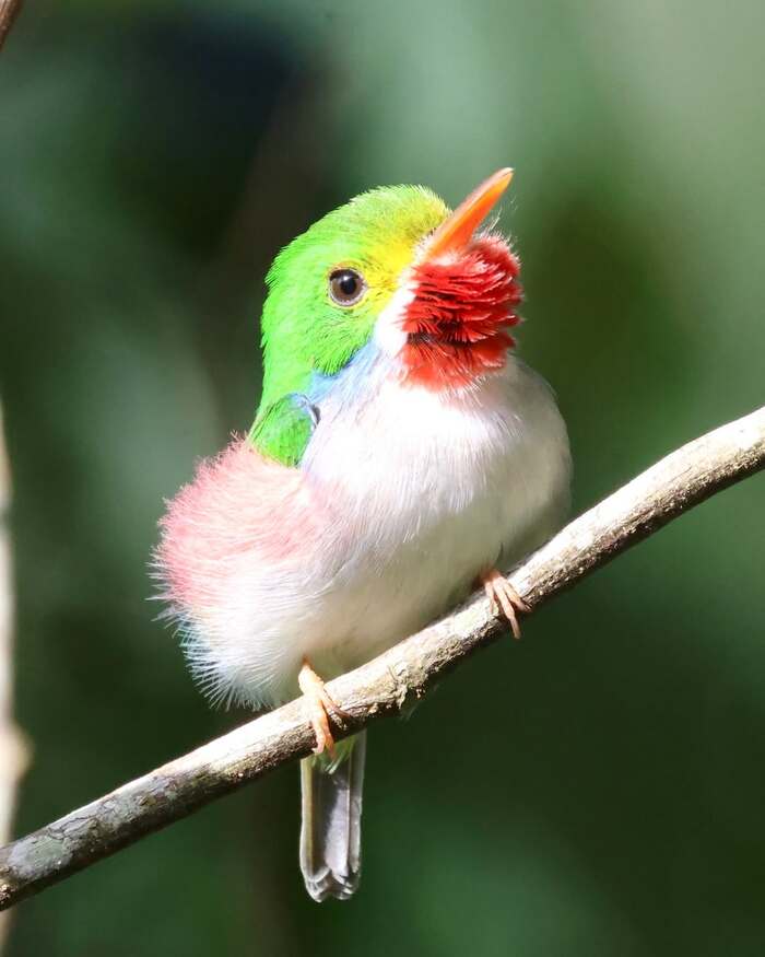 Кубинский тоди