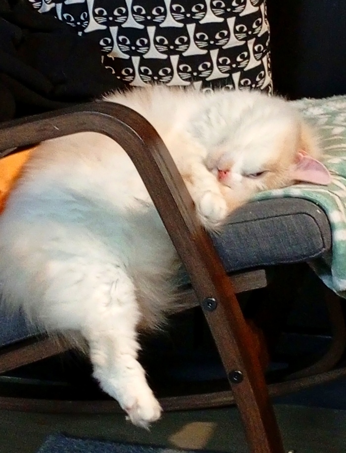 ��, ������