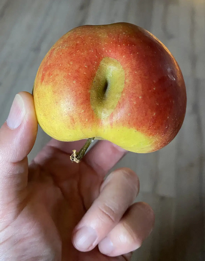 Не нужно зацикливаться на навязчивых мыслях. Лучше скушай яблоко!