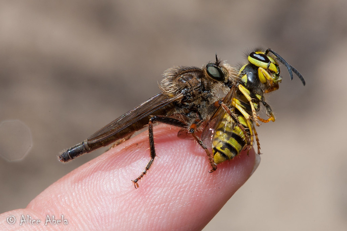 Ктырь — лучший друг, которого можно заиметь летом. В его присутствии наслаждаться арбузом вам не помешает ни одна оса!