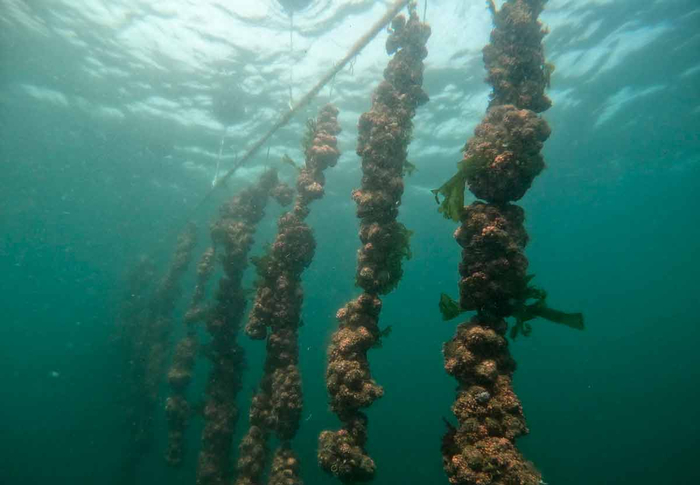 Пиур не только соскабливают со дна морского, но и выращивают на специальных фермах.