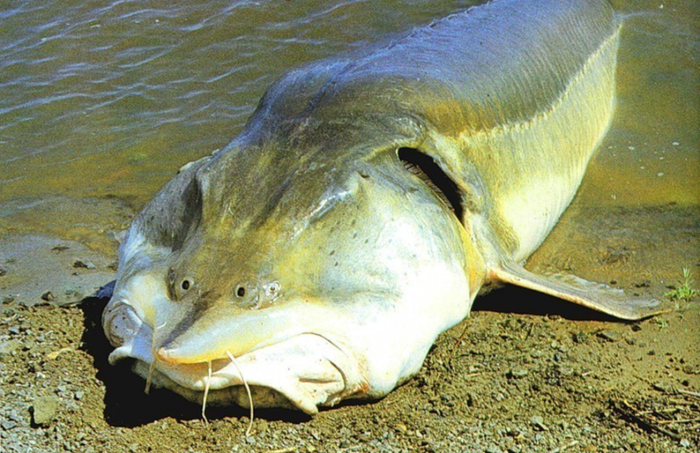      , ... , ,     2000 ,           .