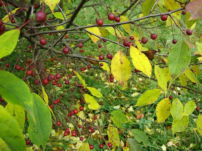 Калина и ягодная яблоня