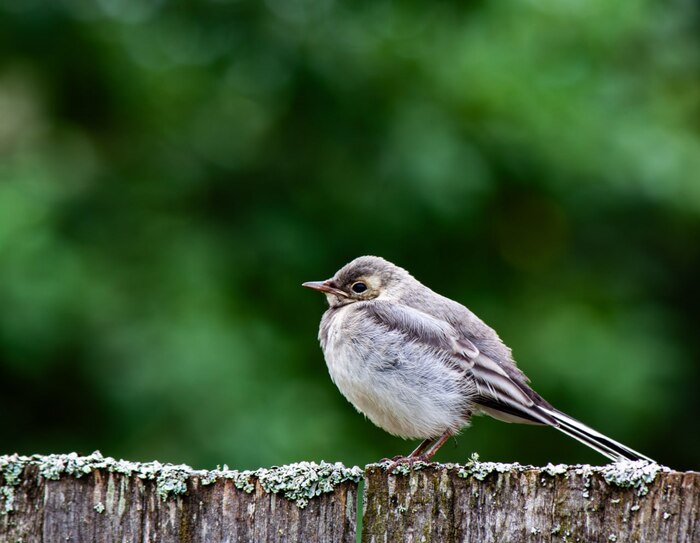 Фотодень 5: Что за птица?!