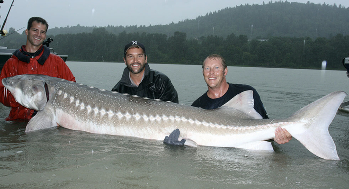 Более менее крупных особей ещё много, и их принято отпускать после фотографии.