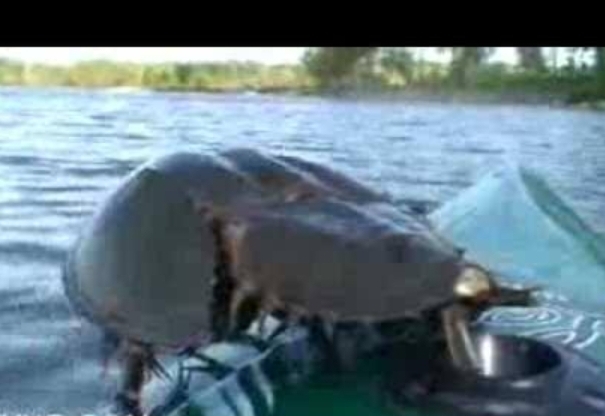 ����� ������� ����� �������) ������� ���������� �� ������� ��� ����� �������, ������� ��� ������