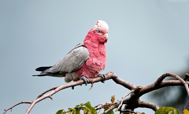 Место обитания - Австралия. Фото сделала в птичьем парке Афифауна, Голландия.