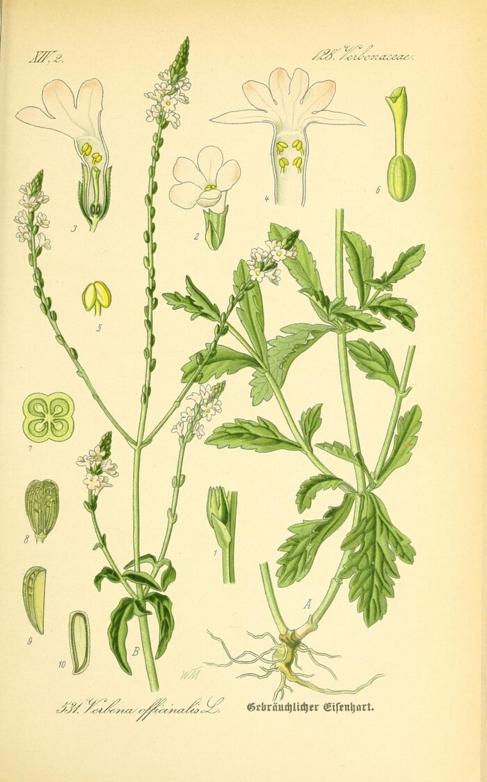   .    <!--noindex--><a href="https://pikabu.ru/story/lekarstvennyie_verbena_13241170?u=http%3A%2F%2Fbpr.org&t=bpr.org&h=030299b06954dbae35da6c47c30959e87e88ec20" title="http://bpr.org" target="_blank" rel="nofollow noopener">bpr.org</a><!--/noindex-->.