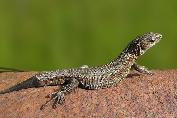 Самцы с регенерированными хвостами пользуются меньшей популярностью у самок, ведь это доказательство, что возможный партнёр не такой уж ловкий и быстрый.