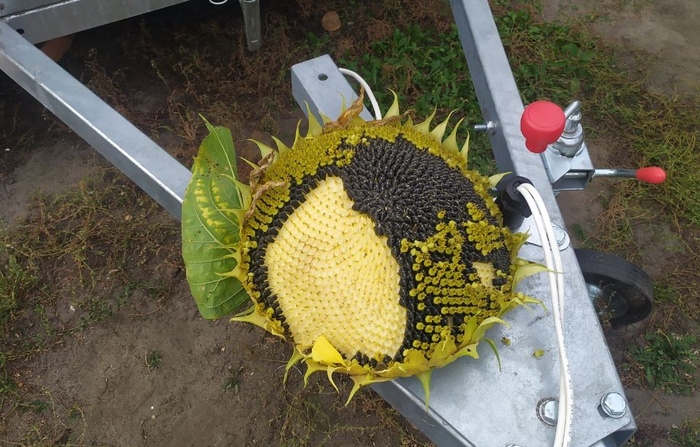  ,  ,     10-12,   15-18.