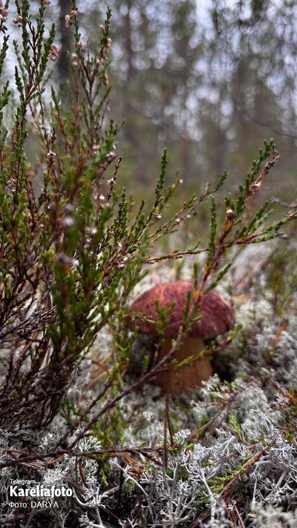 Грибник: DARYA (Карелия, секретное место)