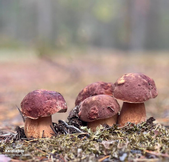 Грибник: Наталья Дейнес (Карелия, Медвежьегорск)