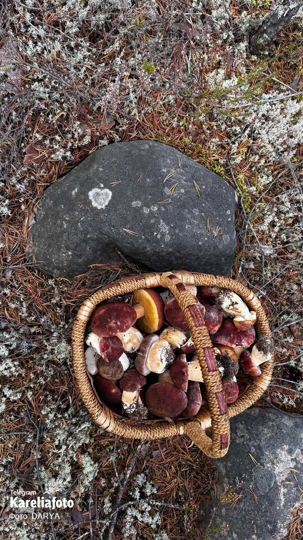 Грибник: DARYA (Карелия, секретное место)