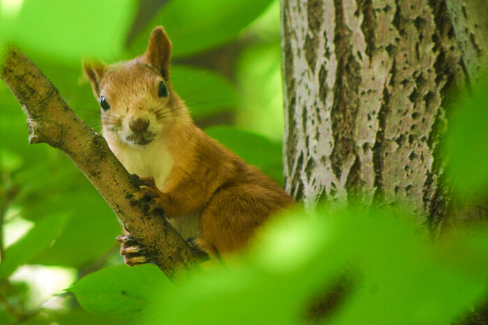 Автор: Владимир Максимов