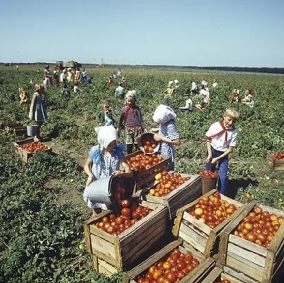 А вы ездили на сбор урожая?
