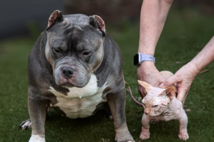 Копия и оригинал.