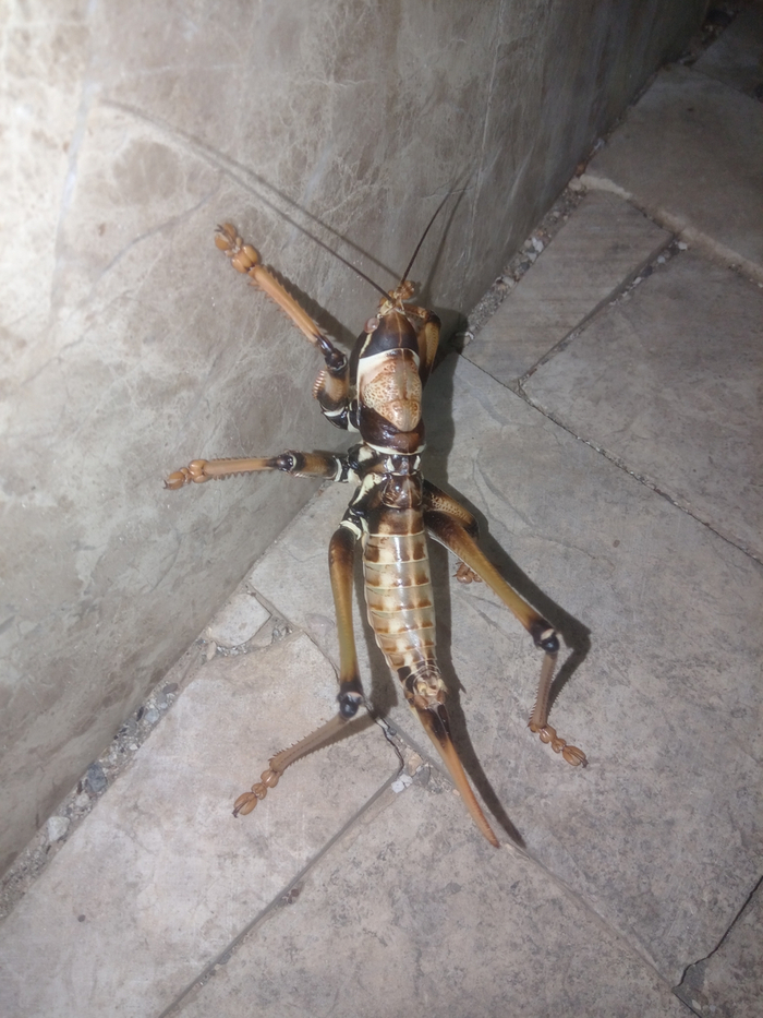 Самки-дыбки обладают мощными яйцекладами длиной с брюшко!