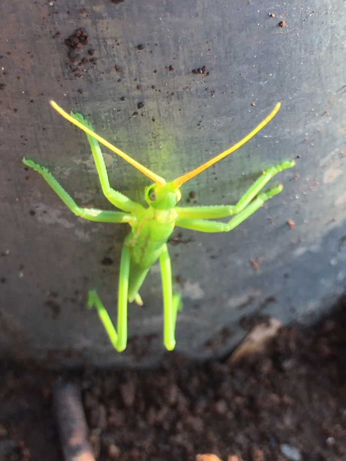 Свежий и полный сил детёныш!