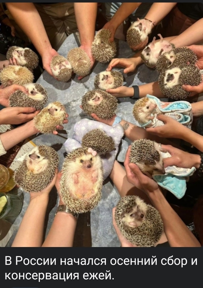 1 октября в России начался сезон сбора и заготовки ежей