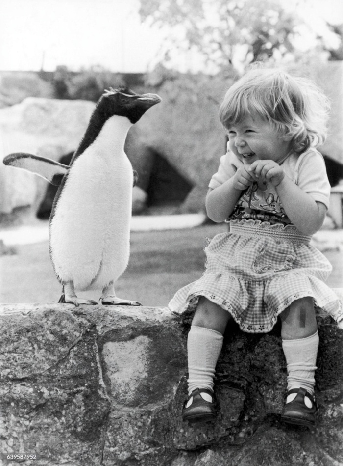Пингвин Рокки никогда не упускает возможности покрасоваться перед посетителями парка дикой природы "Котсуолд" в Берфорде, Англия. Май 1980 года. Фото Артура Сайди.