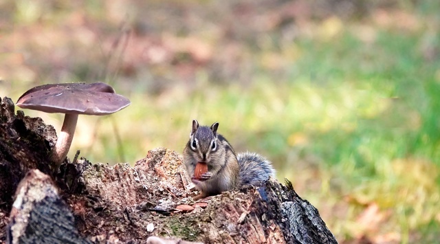 Он позировал не задаром, а за орешки, которые я ему насыпала. Фоткала и удивлялась - сколько орехов ему удалось засунуть за щеки. У меня бы, наверное. столько не вошло.