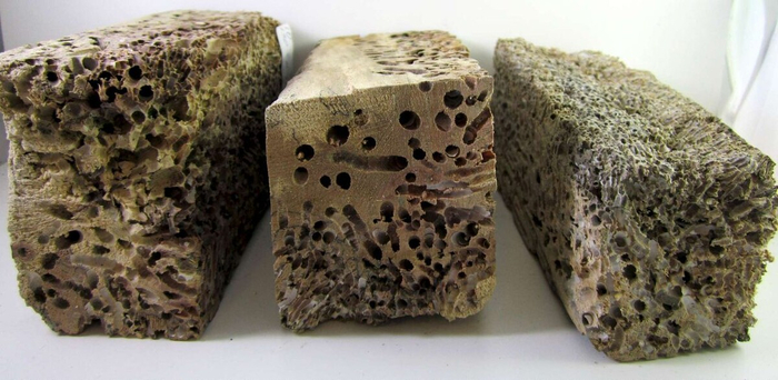 Куски древесины, изъеденные шашнем.